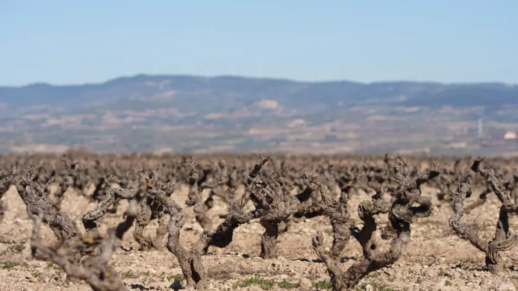 Drought Terroir