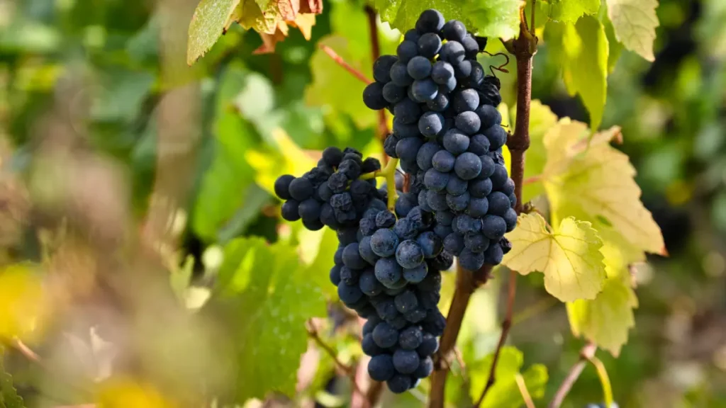 องุ่นสายพันธุ์ Pinot Meunier